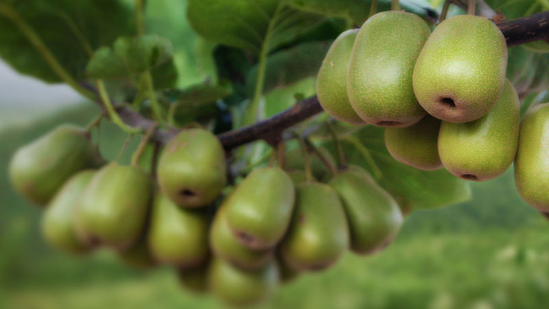 獼猴桃屬於什麼種類水果