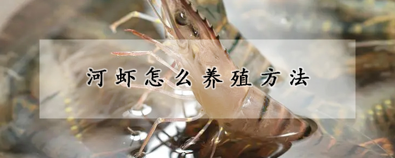 河蝦怎麼養殖方法