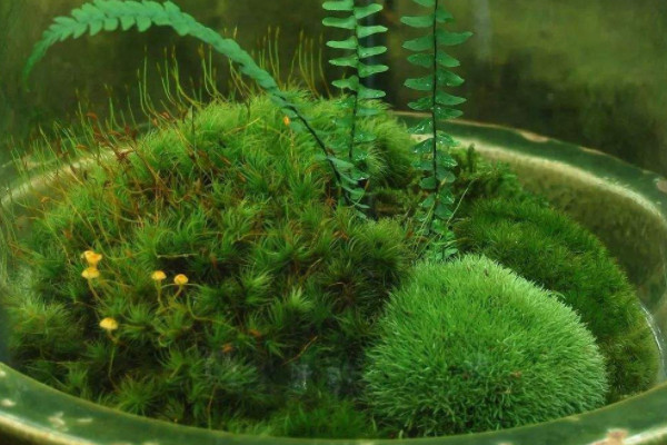 常見的10種苔蘚植物 苔蘚植物都有哪些