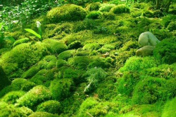 常見的10種苔蘚植物 苔蘚植物都有哪些