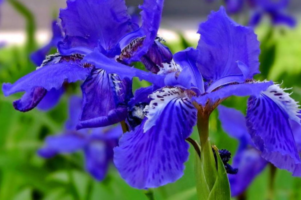 世界上最美藍色的花 世界上什麼藍色花最美