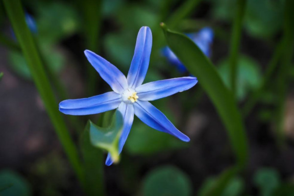 世界上最美藍色的花 世界上什麼藍色花最美