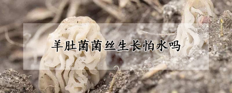 羊肚菌菌絲生長怕水嗎