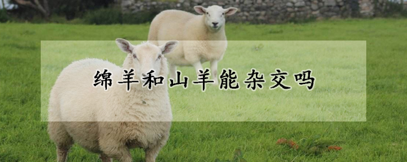 綿羊和山羊能雜交嗎
