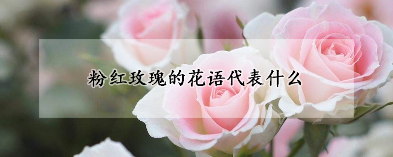 粉紅玫瑰的花語代表什麼