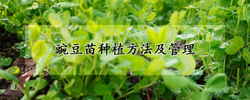 豌豆苗種植方法及管理