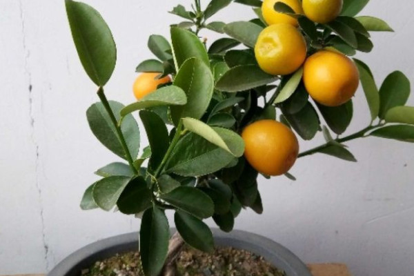 橘子樹苗如何種植