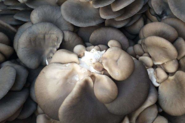 家庭種植平菇的方法
