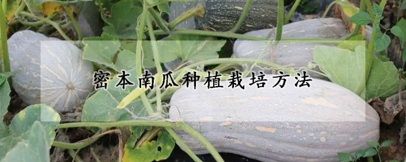 密本南瓜種植栽培方法
