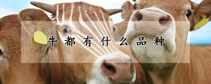 牛都有什麼品種