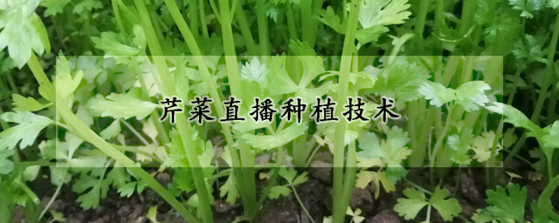 芹菜直播種植技術