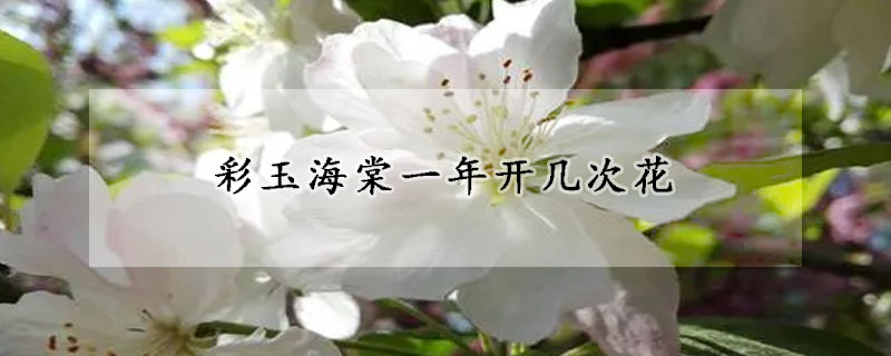 彩玉海棠一年開幾次花