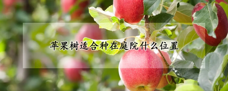 蘋果樹適合種在庭院什麼位置