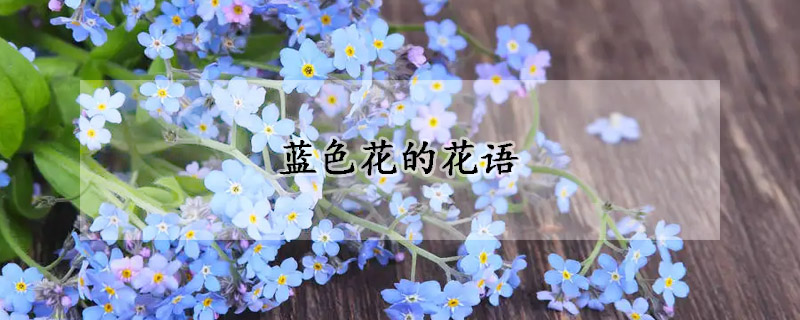 藍色花的花語