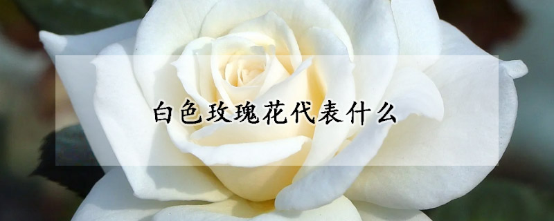 白色玫瑰花代表什麼