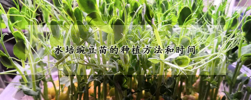 水培豌豆苗的種植方法和時間