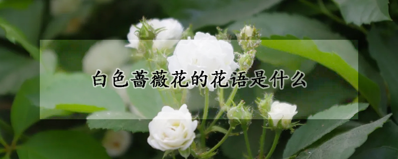 白色薔薇花的花語是什麼