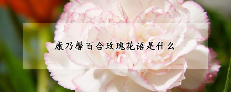 康乃馨百合玫瑰花語是什麼