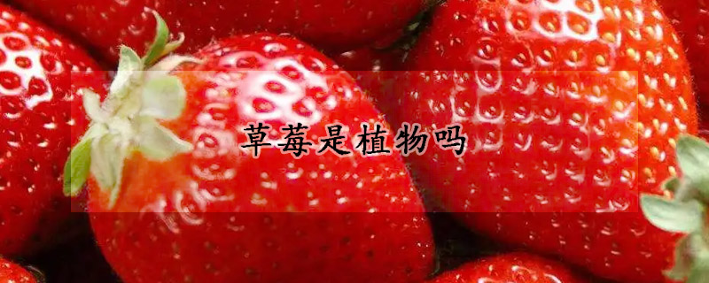 草莓是植物嗎