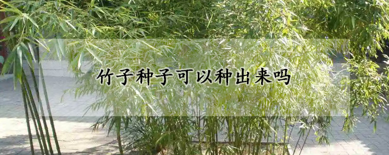 竹子種子可以種出來嗎