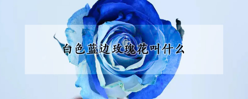 白色藍邊玫瑰花叫什麼