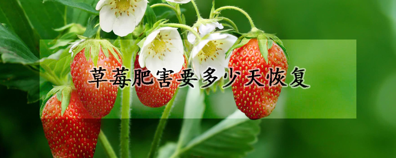 草莓肥害要多少天恢複