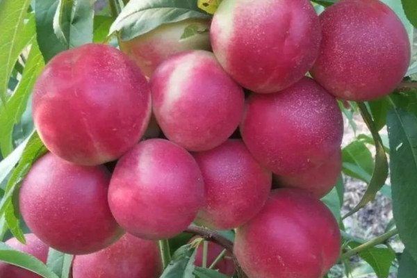 棗油桃有幾個品種
