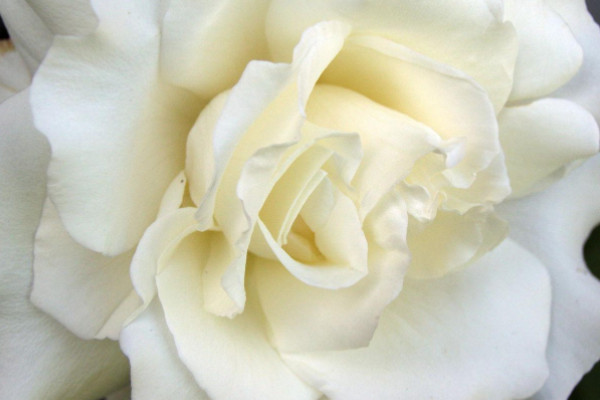 白玫瑰可以放在家裏嗎