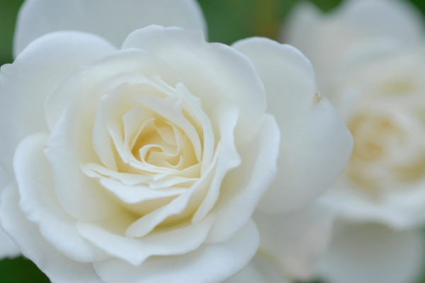 白玫瑰可以放在家裏嗎