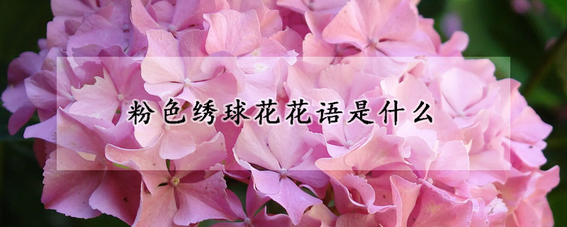 粉色繡球花花語是什麼