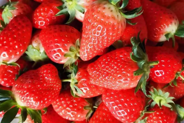 草莓品種排名前十，草莓什麼品種最好
