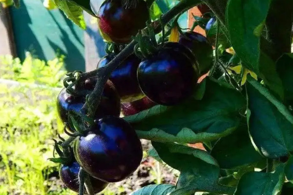 黑珍珠番茄種植方法
