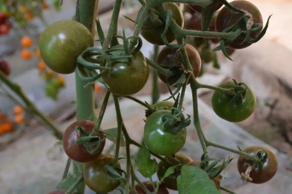 黑珍珠番茄種植方法