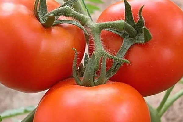 西紅柿大棚種植與管理