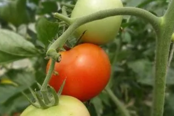 番茄種植技術和管理技術