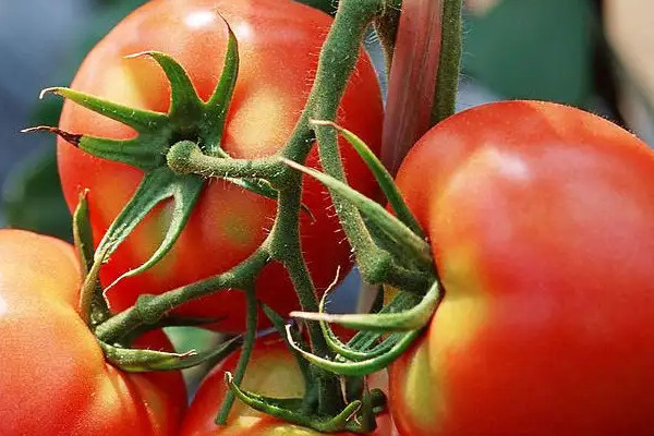 番茄種植技術和管理技術