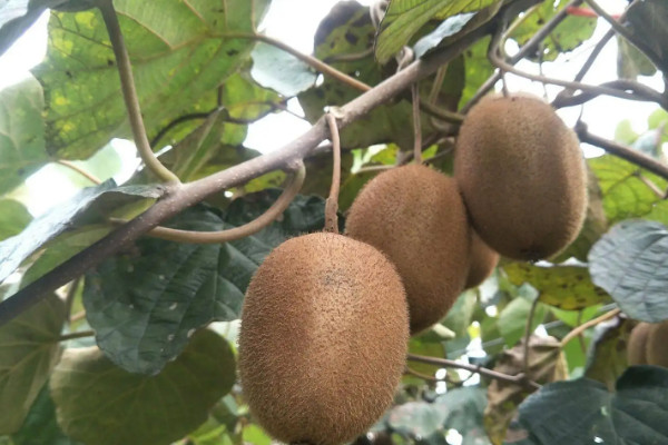 獼猴桃最新品種，新品優良獼猴桃品種