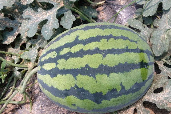 陽台種植西瓜的時間和方法步驟，陽台西瓜種植方法和技術