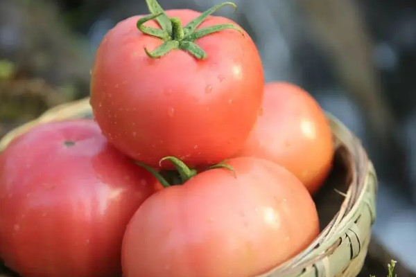 吃西紅柿的好處，吃番茄有什麼好處
