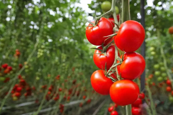 吃西紅柿的好處，吃番茄有什麼好處