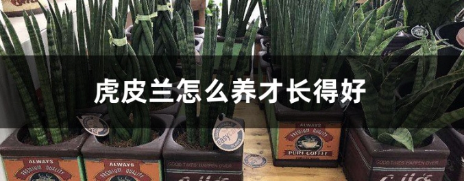  虎皮蘭怎麼養才長得好