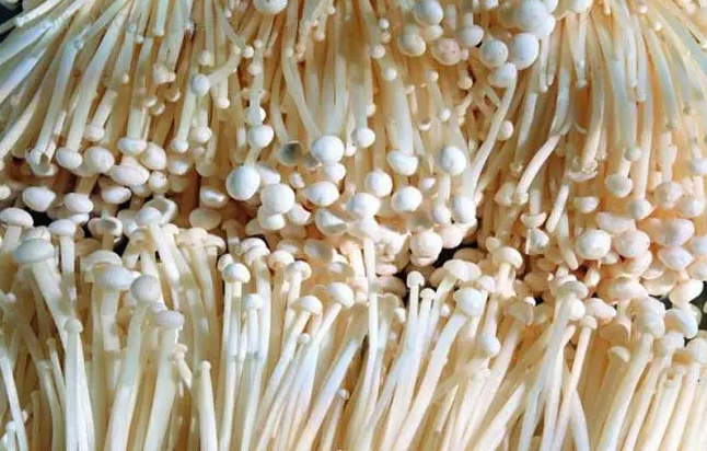 金針菇怎麼栽培 金針菇栽培技術 管理方法
