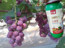 葡萄用什麼肥料好