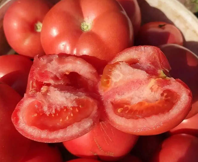 西紅柿空心能吃嗎 空心原因有哪些