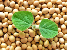 大豆常見病害有哪些 如何防治 防治措施