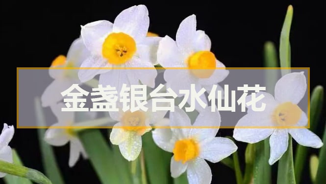 金盞銀台水仙花