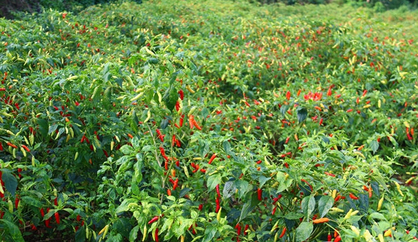 2022辣椒栽培對土壤的要求有哪些