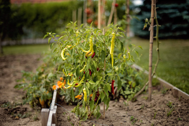 2022辣椒栽培對土壤的要求有哪些
