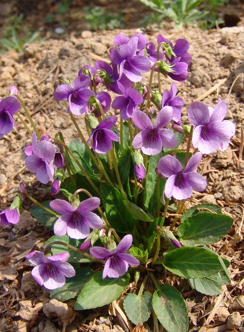 紫花地丁有什麼功效與作用