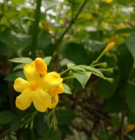 探春花 春天去哪了呢